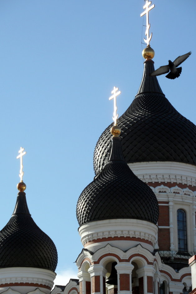 Duif bij Alexander Nevsky kathedraal