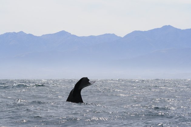 De staart van een walvis bij Kaikoura