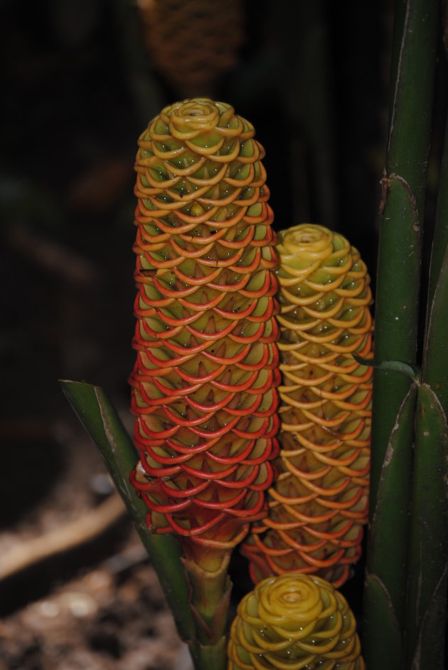 shampoo plant