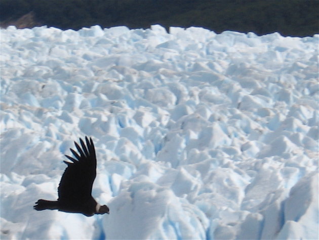 Condor boven gletsjer Perito Moreno