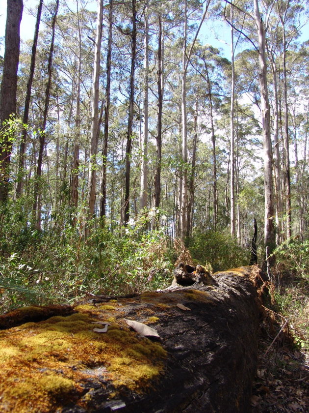 Karri bossen in Western Australie 