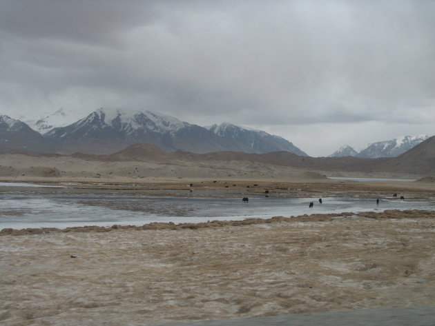 Yaks op een half bevroren meer langs de Karakoram snelweg tussen China en Pakistan