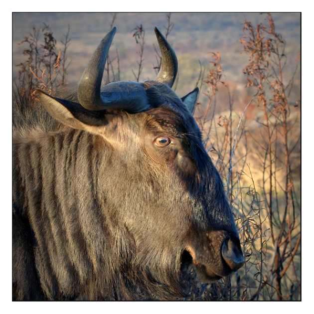 Wildebeest