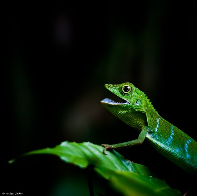 Groene Hagedis