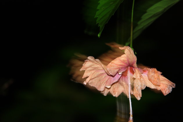 Bewegende bloem in de regen