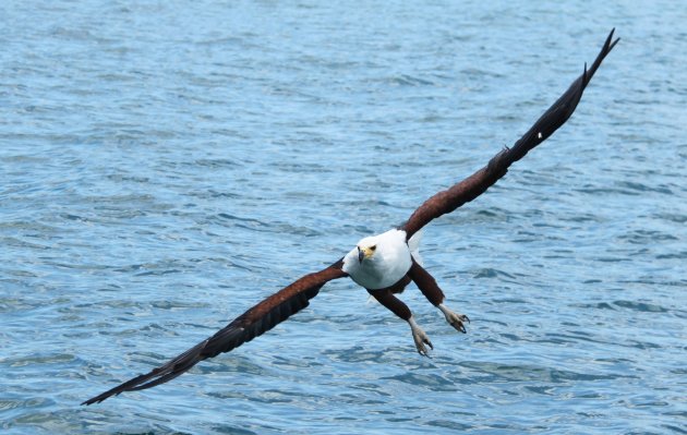 Visarend boven Lake Malawi