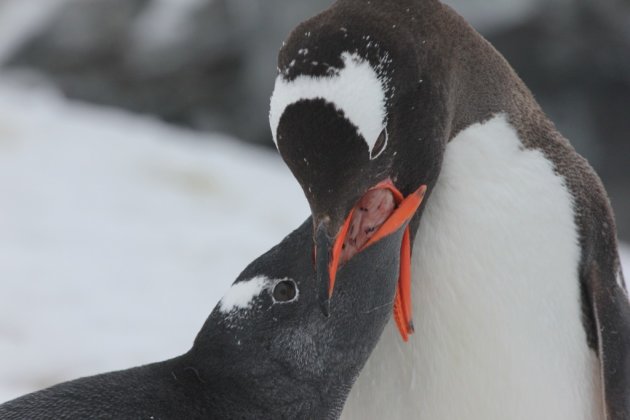 Baby-pinguin krijgt fastfood