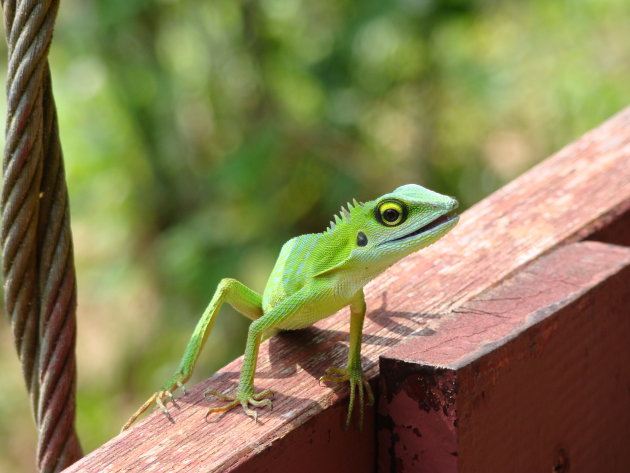 Green Crested Lizzard
