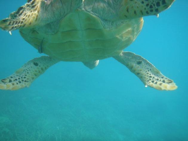 Sea Turtle 