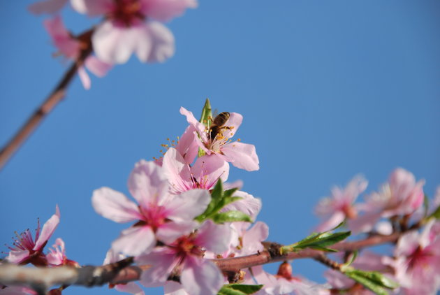 Genieten van bloesem (nectar)