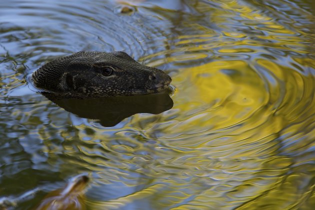 Monitor Lizard