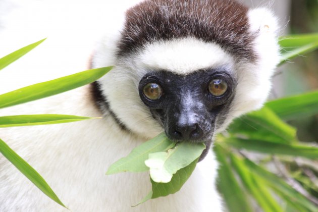 Etende Sifaka