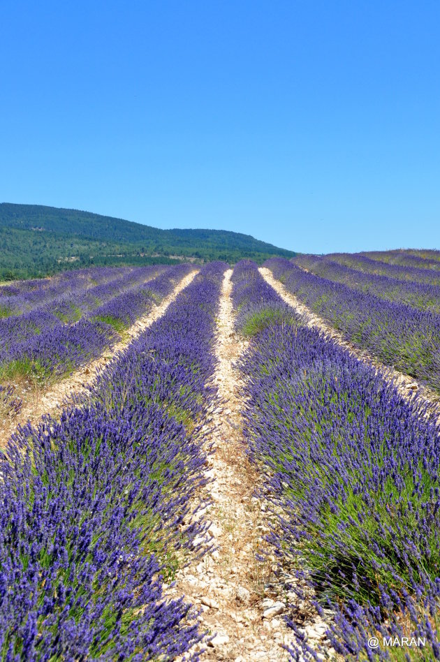 Lavendel-paden