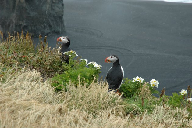 Papegaaiduikers op vogelrots IJsland