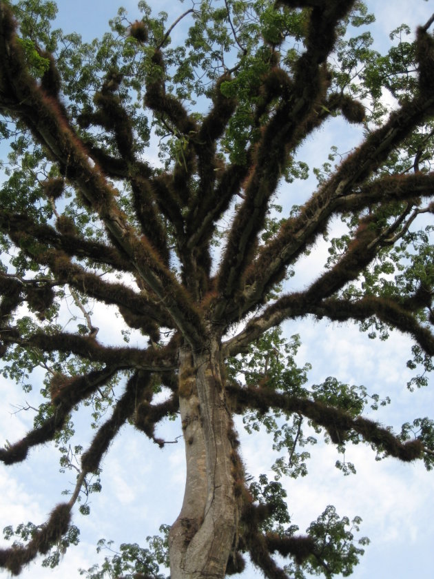 De boom van Guatemala