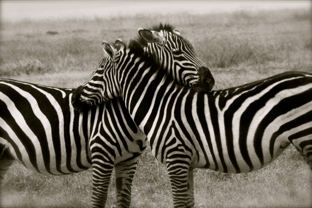 loving zebra's