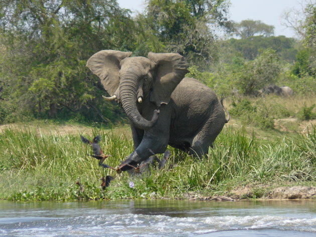 Boze olifant