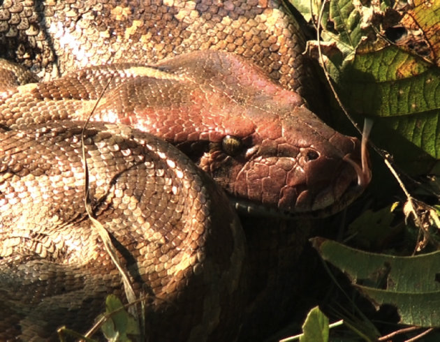 Python in Kanha National Park
