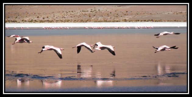 Een vlucht roze flamingo's