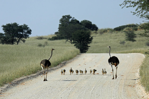 Familie struis op pad