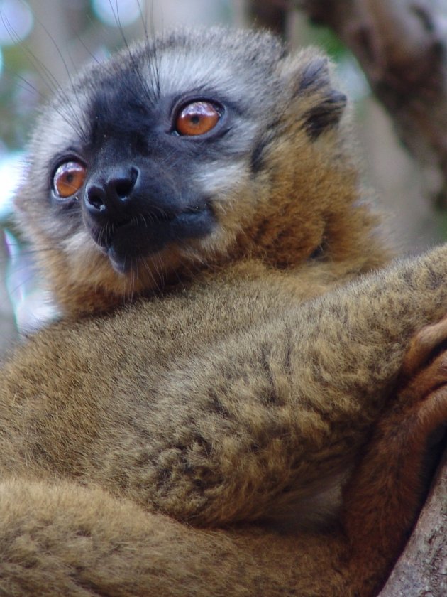 Red-Fronted Brown Lemur (Eulemur rufus)