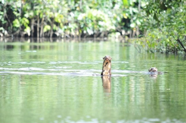 braziliaanse reuze otters