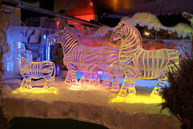 Zebras in Ice