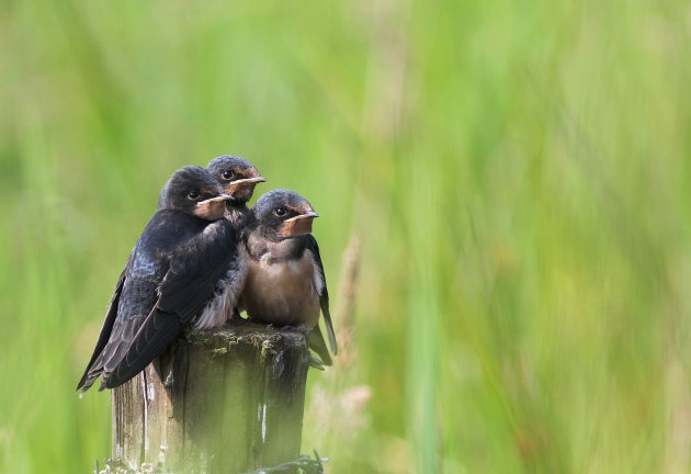 Drie kleine kleuters