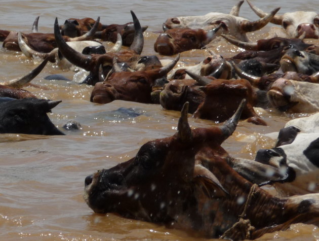 Koeien in de Niger