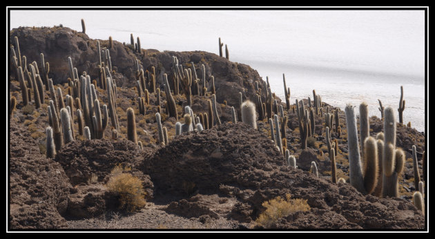 Cactuseiland op zoutvlakte