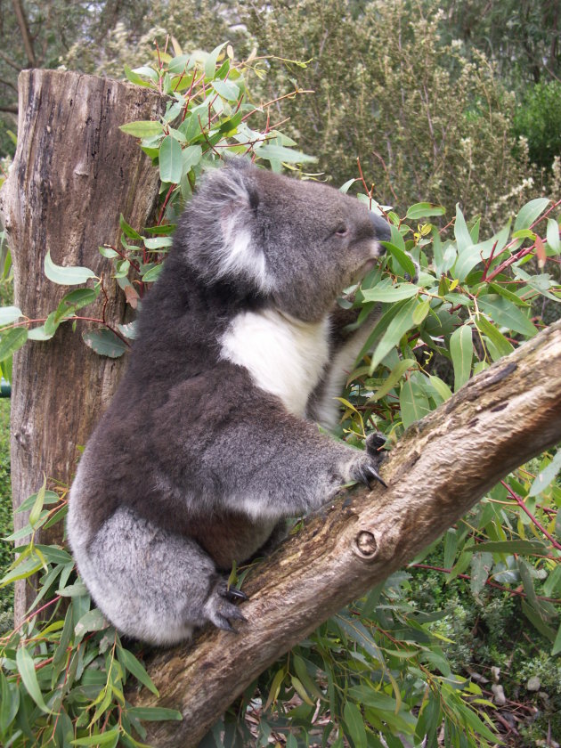 Koala net uit zijn slaap