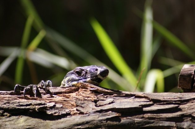 Varaan in het bos