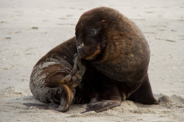 Zeeleeuw op strand langs weg naar Otago Peninsula