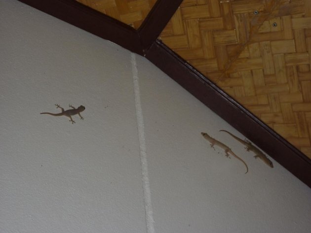 Gecko's 