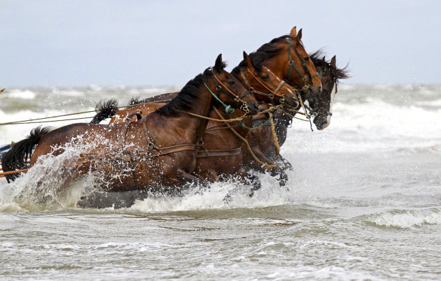 zwoegende paarden