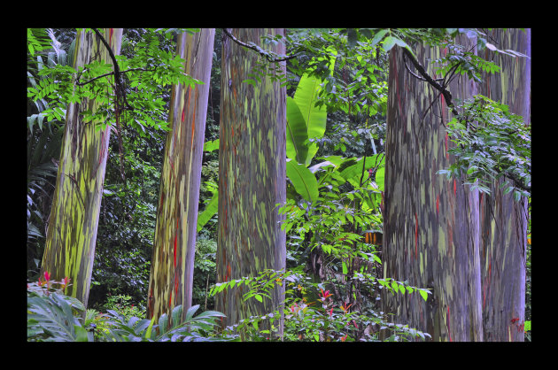 Rainbow eucalyptus