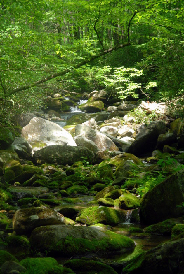 Groen in Smokey Mountains