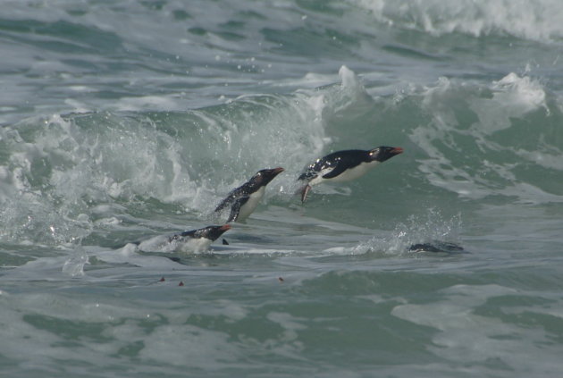 Vliegende rotspinguins op de Falklandeilanden