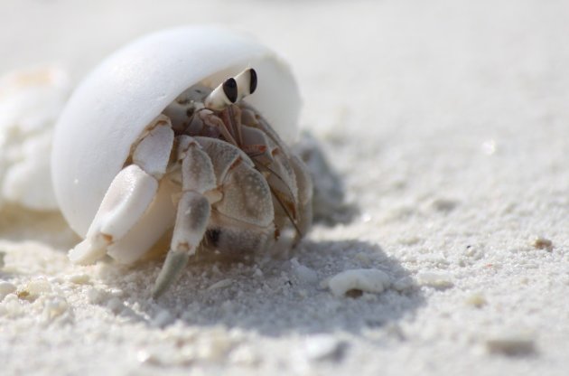 Krab in schelp op de malediven