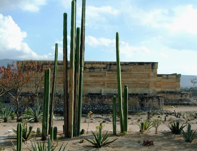 Ruïnes en cactussen