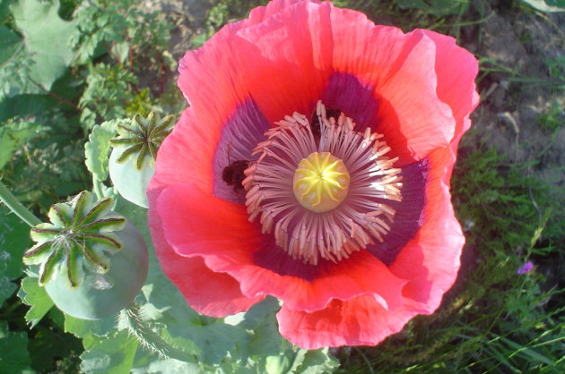 Bloedmooie Papaver