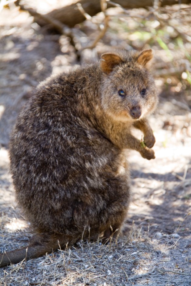 Quokka