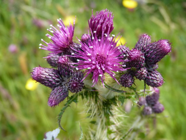 Ierse distel