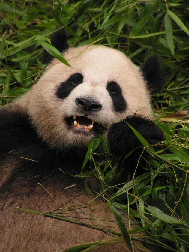 Een goede start van de dag....ook voor deze panda!