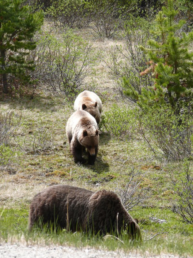 Grizzly beren in de buurt van Maligne Lake