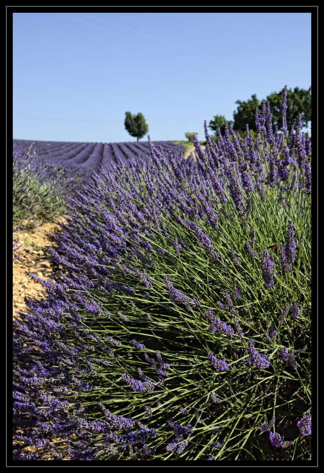 lavendel