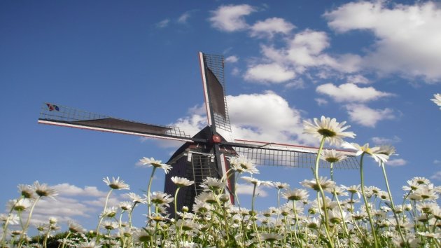 Ouderwetse Korenmolen op windenergie te Moergestel