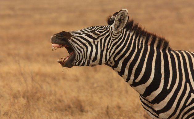 Gapende zebra