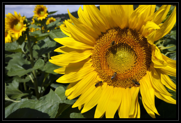 Zonnebloemen