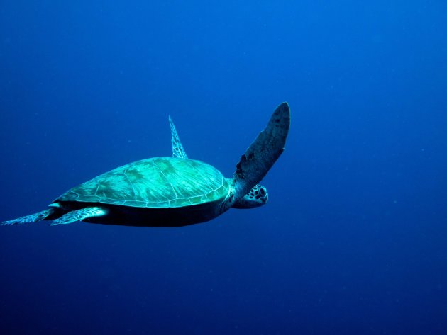 Green turtle in a beautiful blue sea